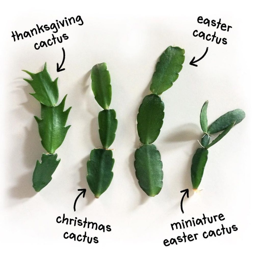 easter cactus care and tips – myplantcare