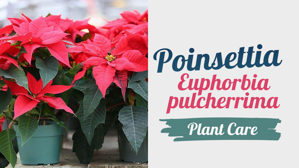 Poinsettia plant   Euphorbia pulcherrima   myplantcare